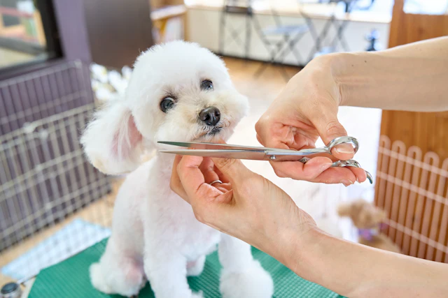 Cachorro branco sendo tosado com tesoura