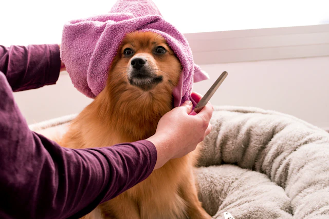 Cachorro após o banho com toalha rosa