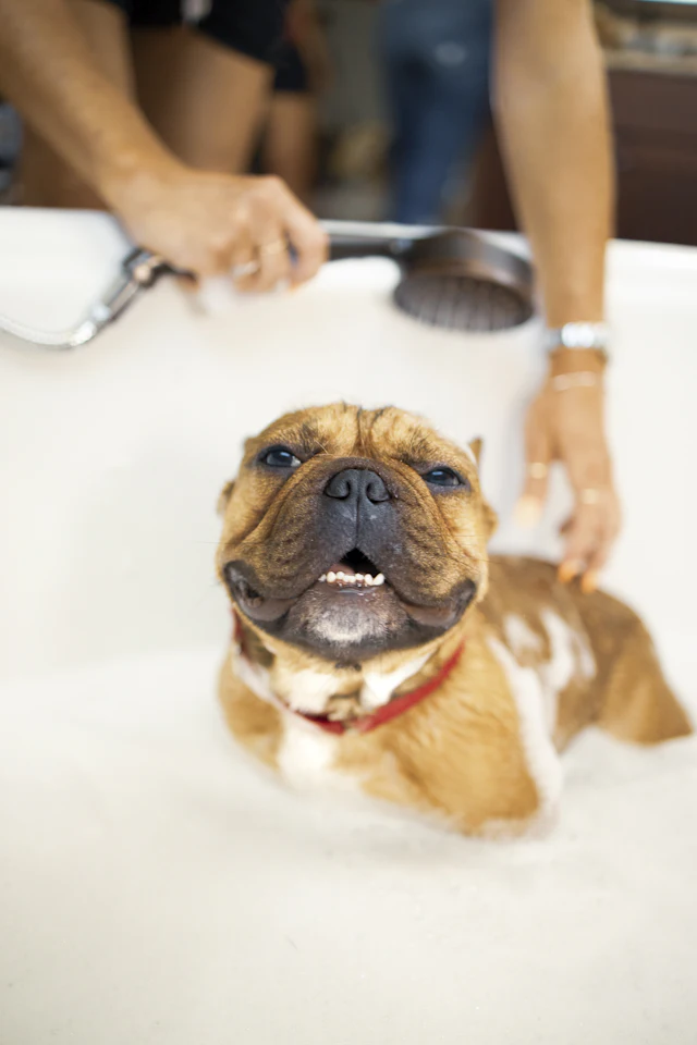 Cachorro de pelo curto sorrindo