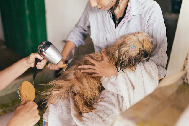 Profissional secando o pelo de um cachorro